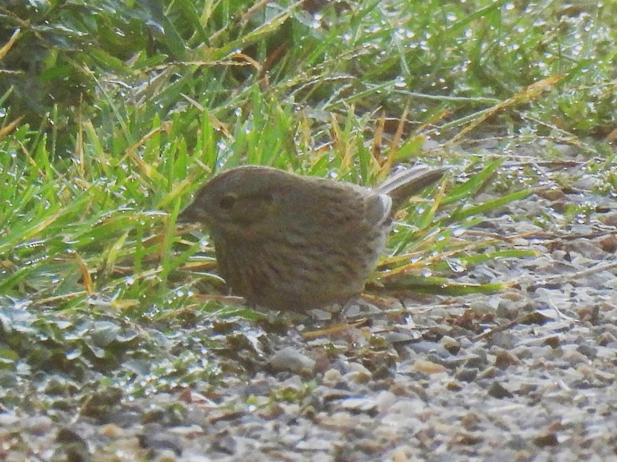 ヒメウタスズメ - ML642533092