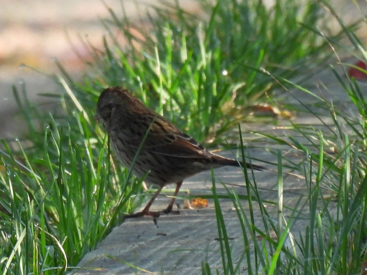 ヒメウタスズメ - ML642533093