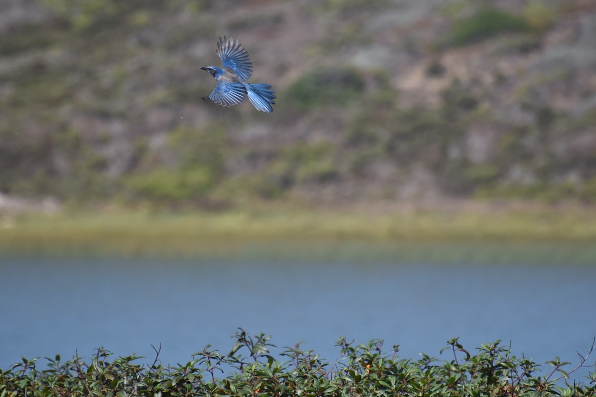 California Scrub-Jay - ML642533099