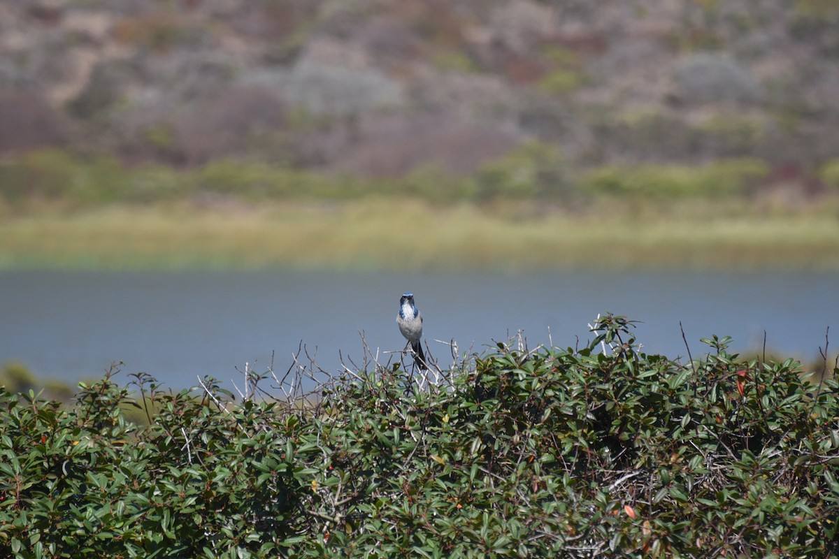 California Scrub-Jay - ML642533100