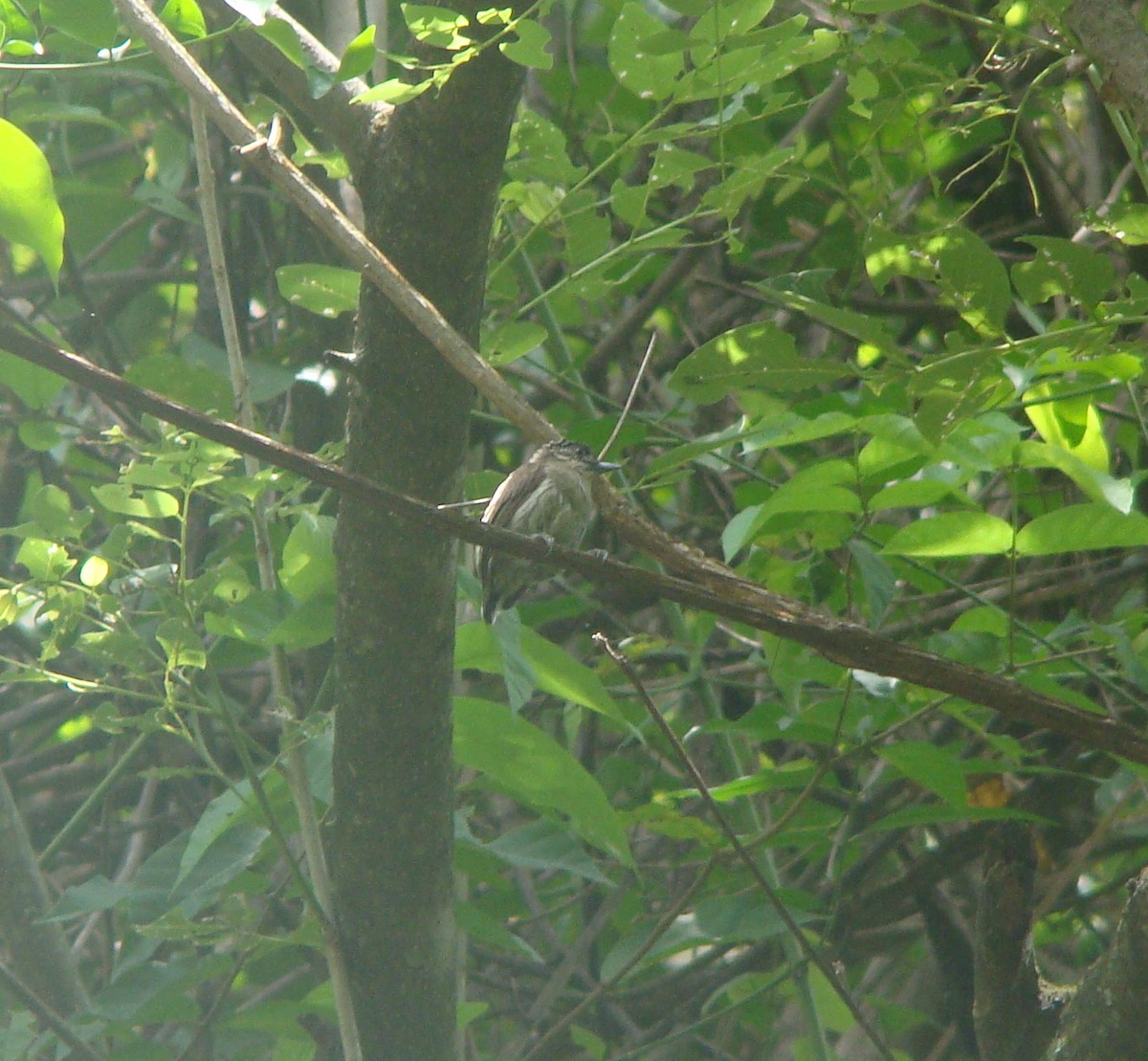 Grayish Piculet - ML642533115