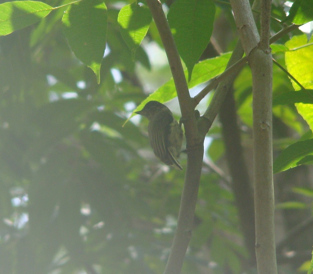 Grayish Piculet - ML642533116