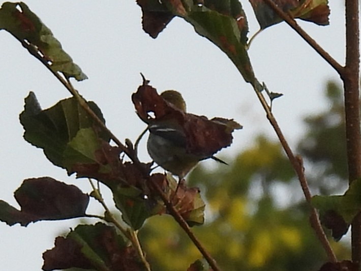 Black-throated Green Warbler - ML642533167