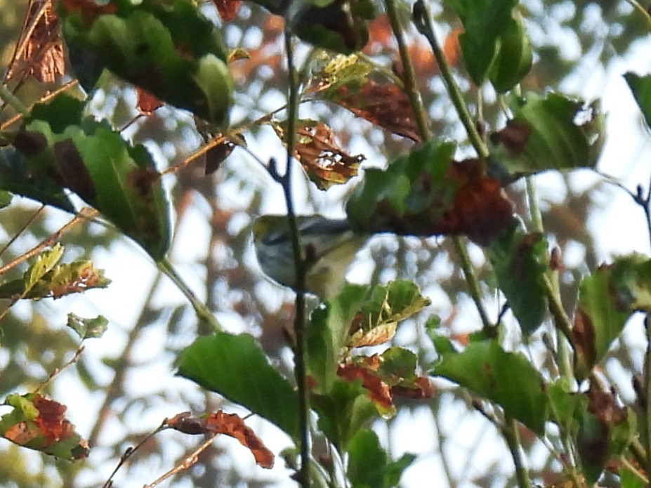 Black-throated Green Warbler - ML642533168