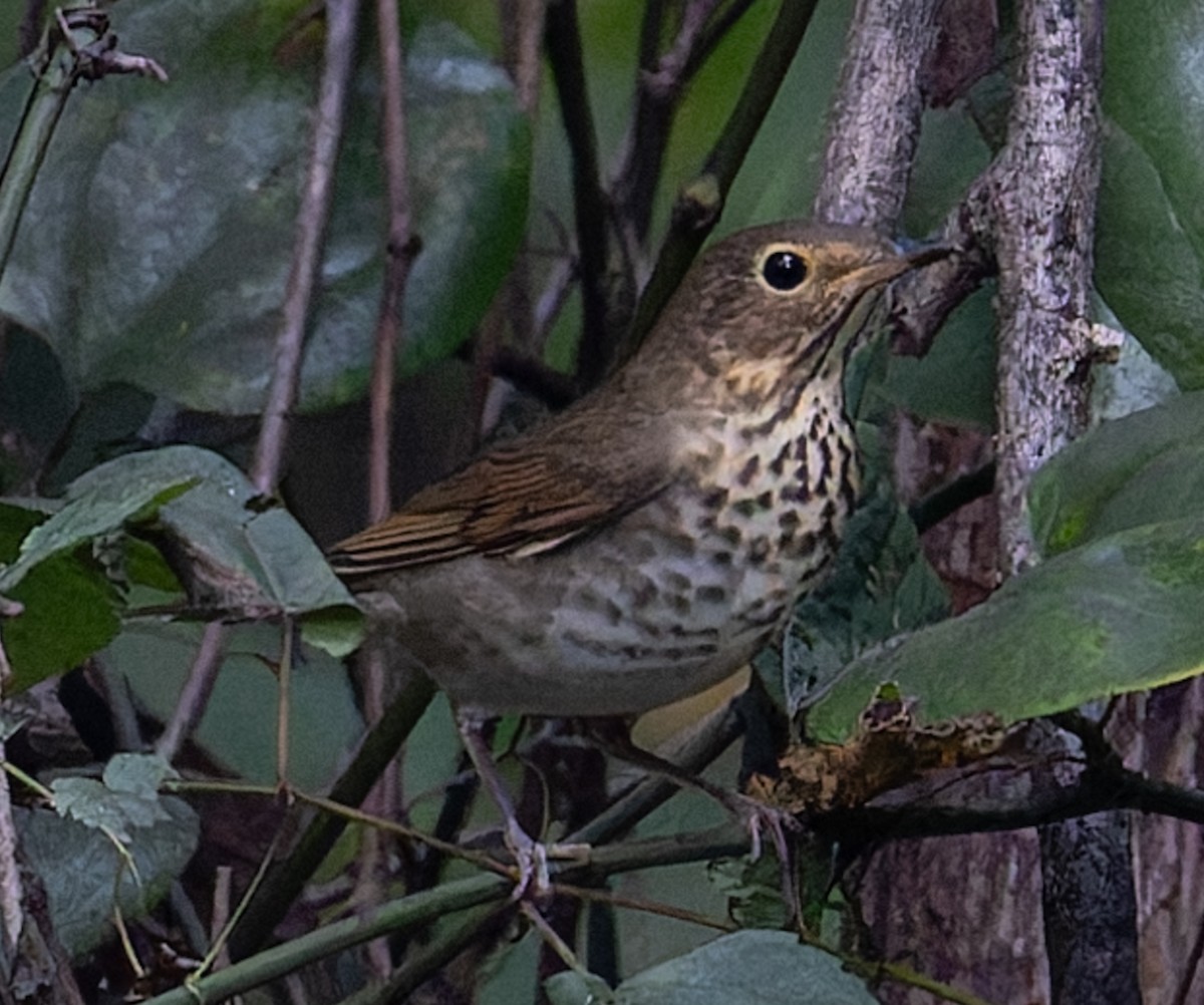 Grive à dos olive - ML642533186