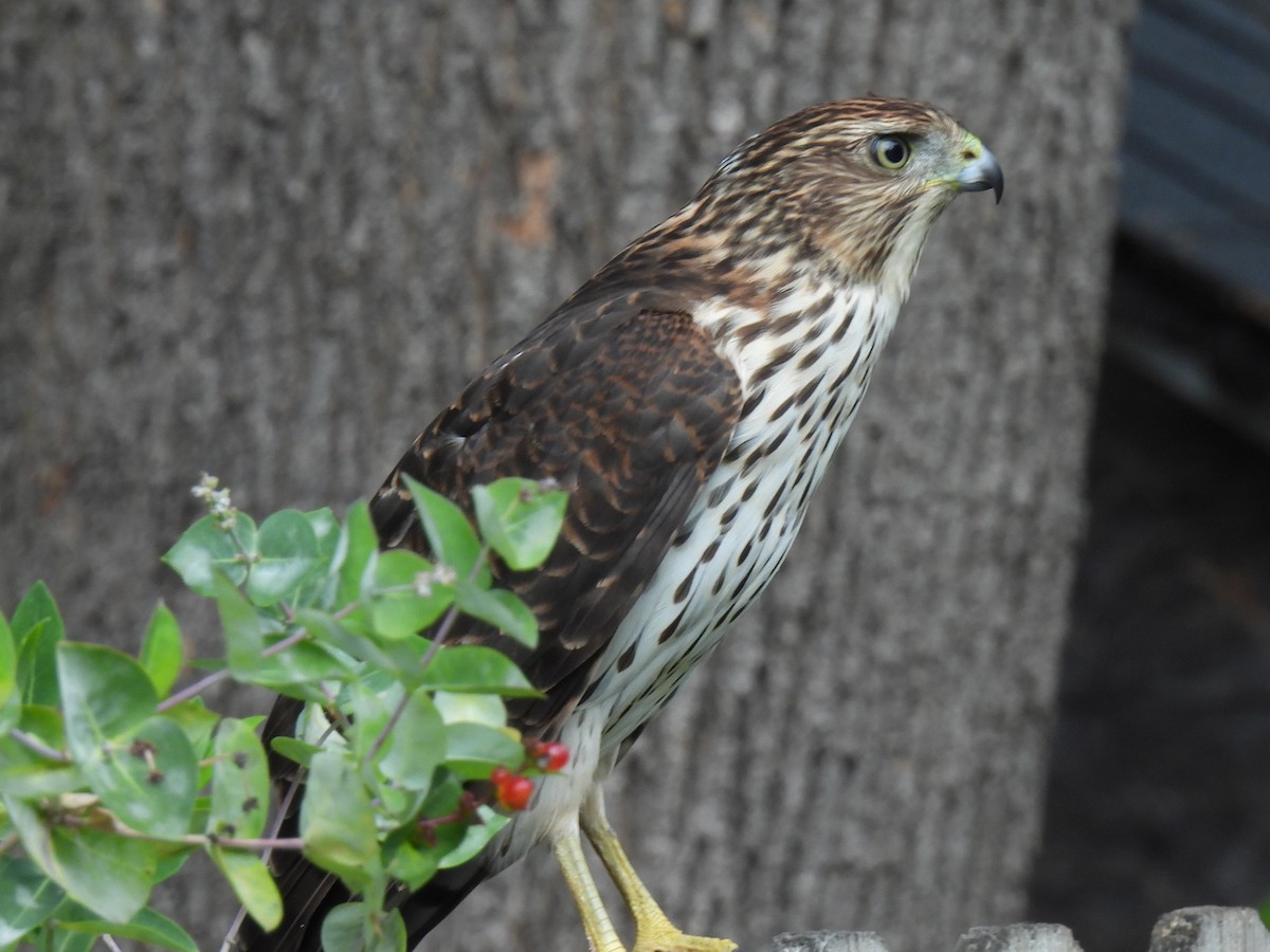 Cooper's Hawk - ML642533223