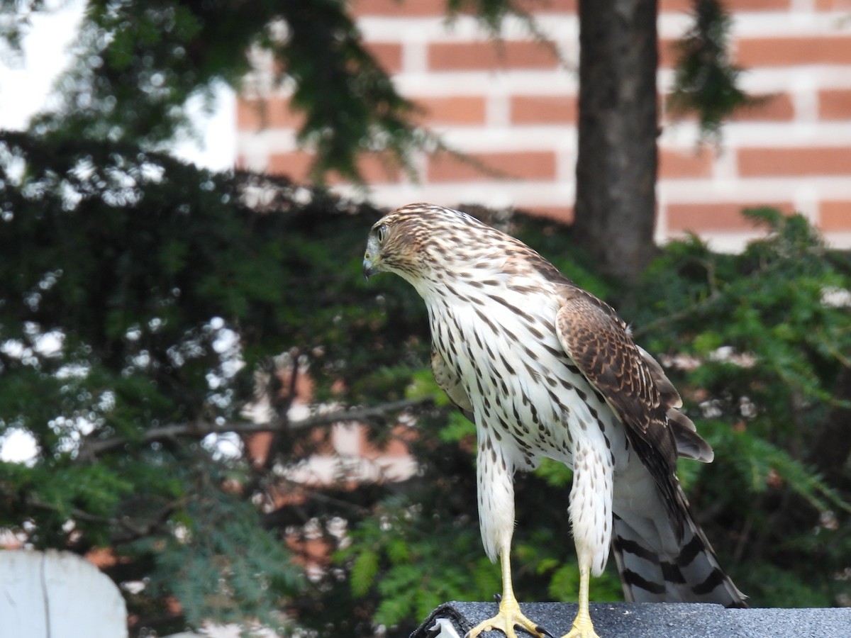 Cooper's Hawk - ML642533231