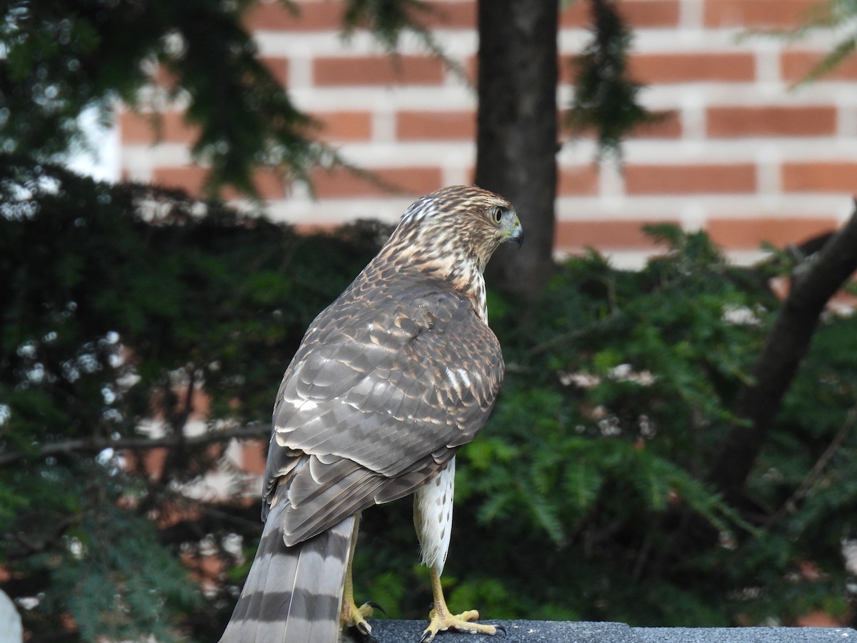 Cooper's Hawk - ML642533238