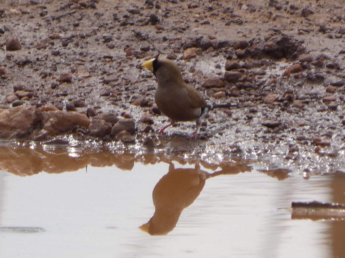 Masked Finch - ML642533258