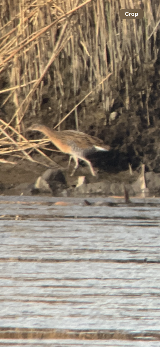 King Rail - ML642533289