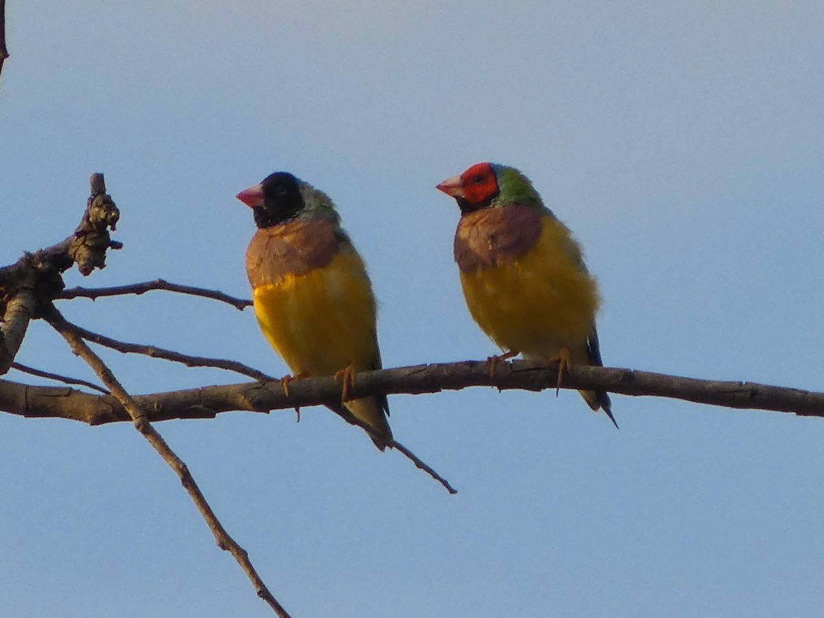 Gouldian Finch - ML642533314