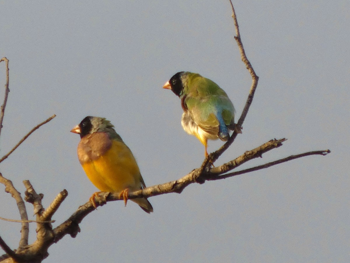 Gouldian Finch - ML642533315