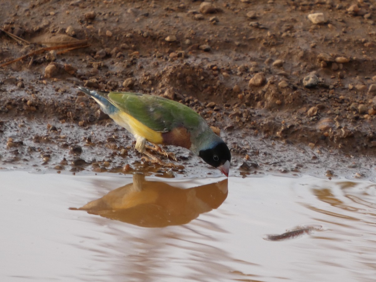 Gouldian Finch - ML642533316