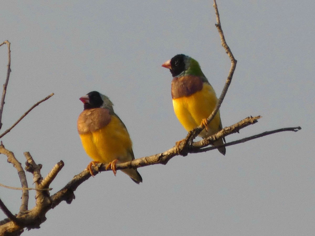 Gouldian Finch - ML642533317