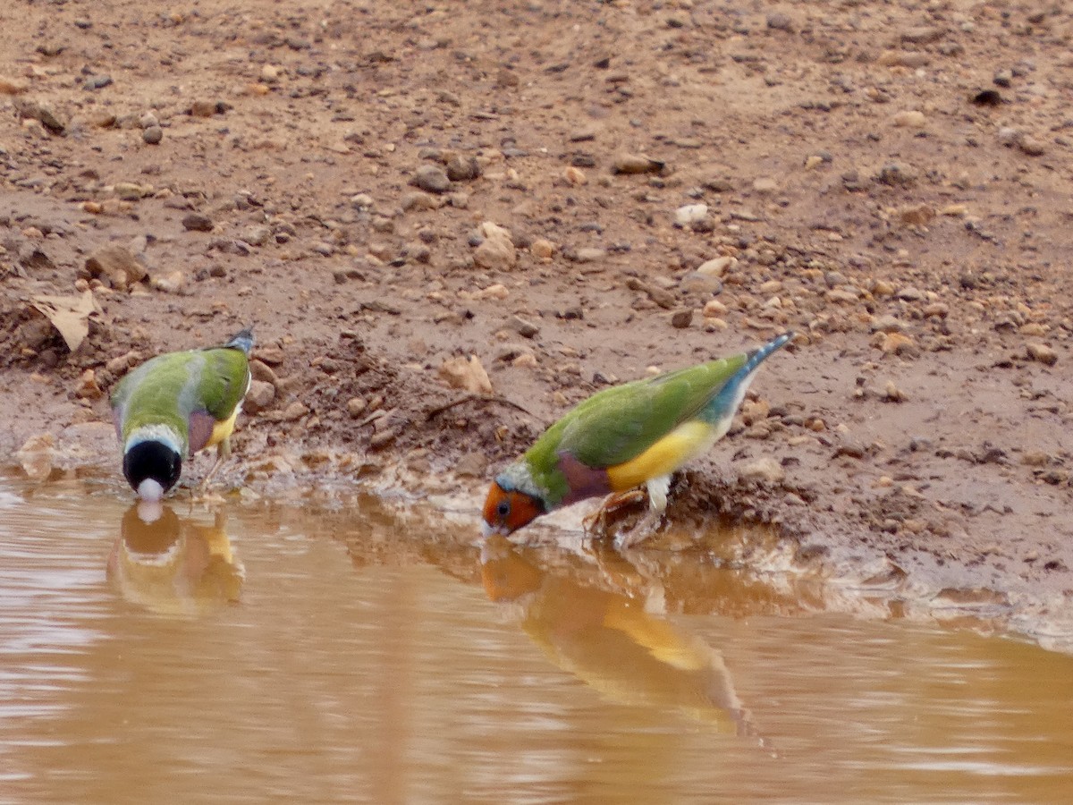 Gouldian Finch - ML642533318