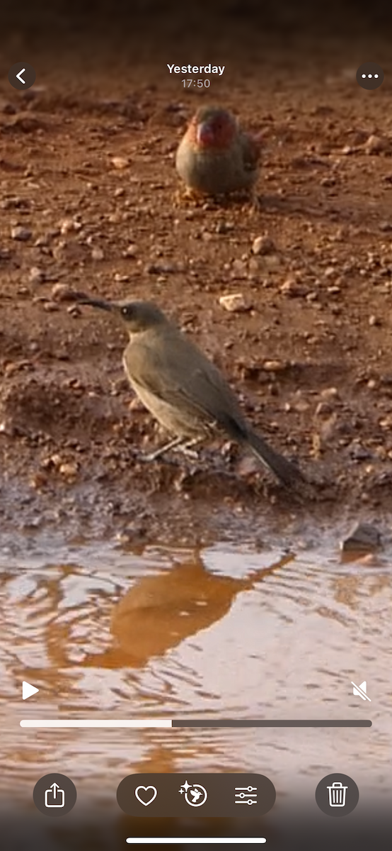 White-gaped Honeyeater - ML642533345