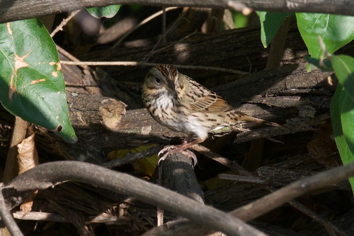 Lincoln's Sparrow - ML642533358
