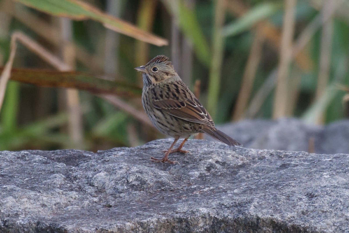 Lincoln's Sparrow - ML642533359