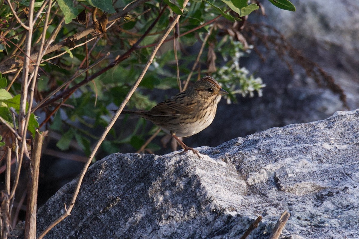 Lincoln's Sparrow - ML642533360