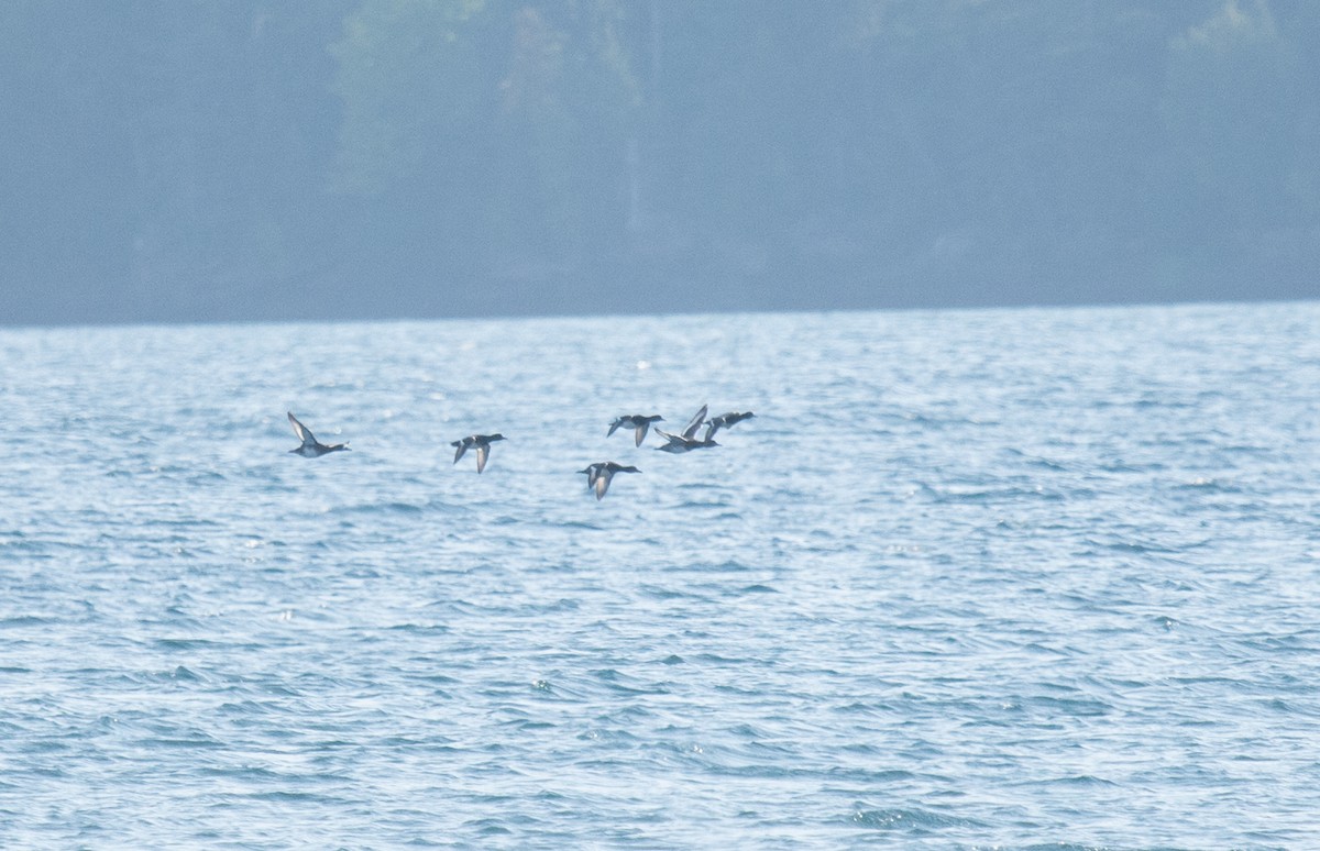 Greater/Lesser Scaup - ML642533364