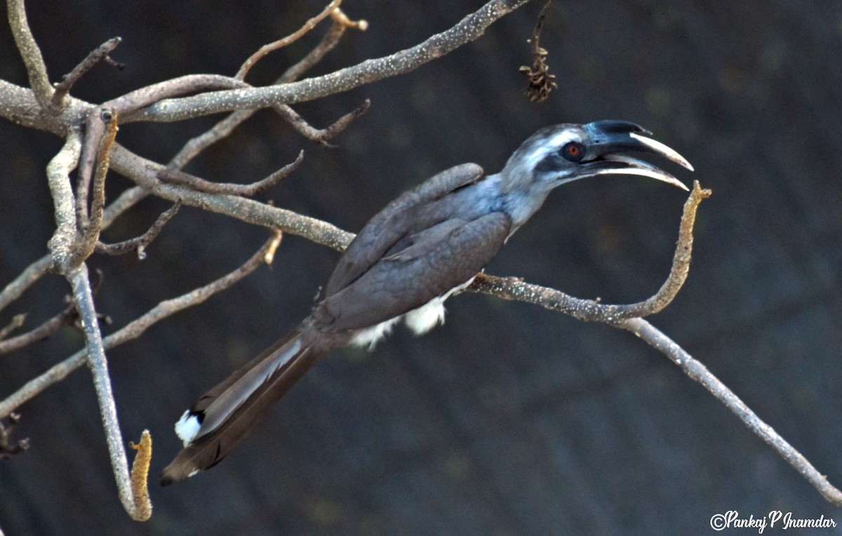 Indian Gray Hornbill - ML642533368