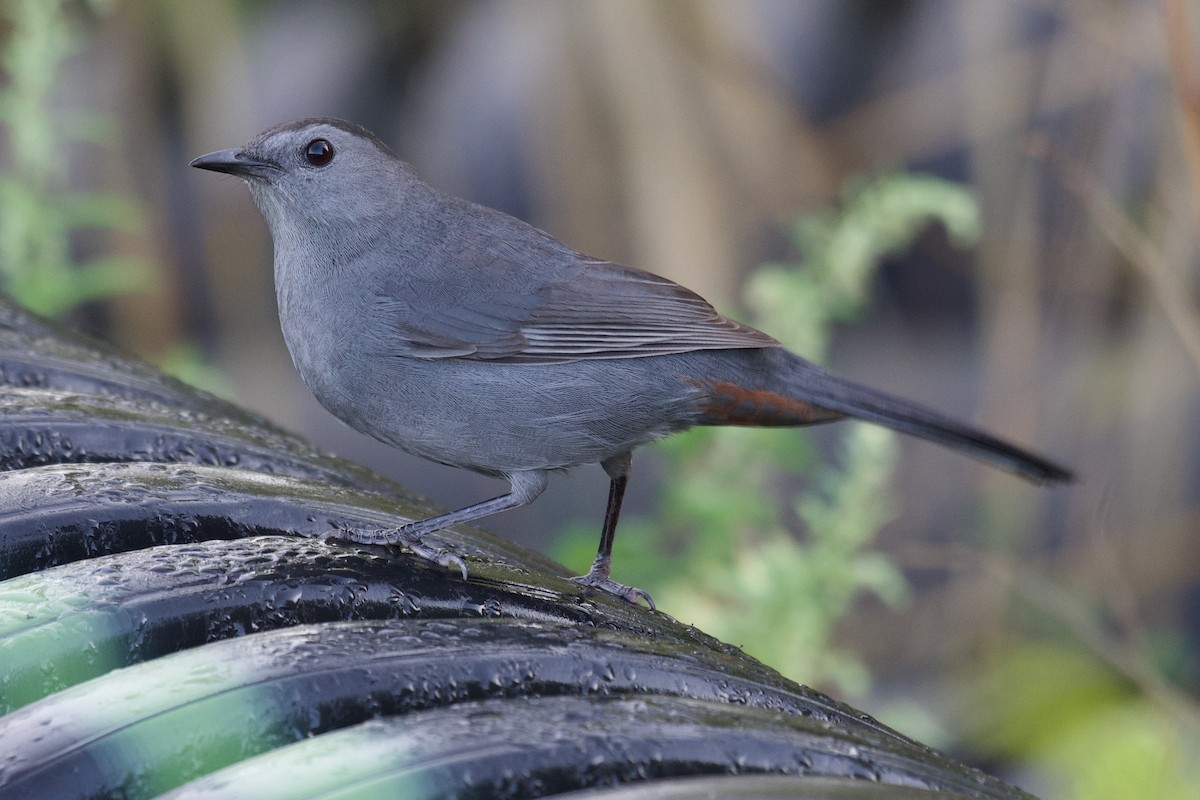 Gray Catbird - ML642533383