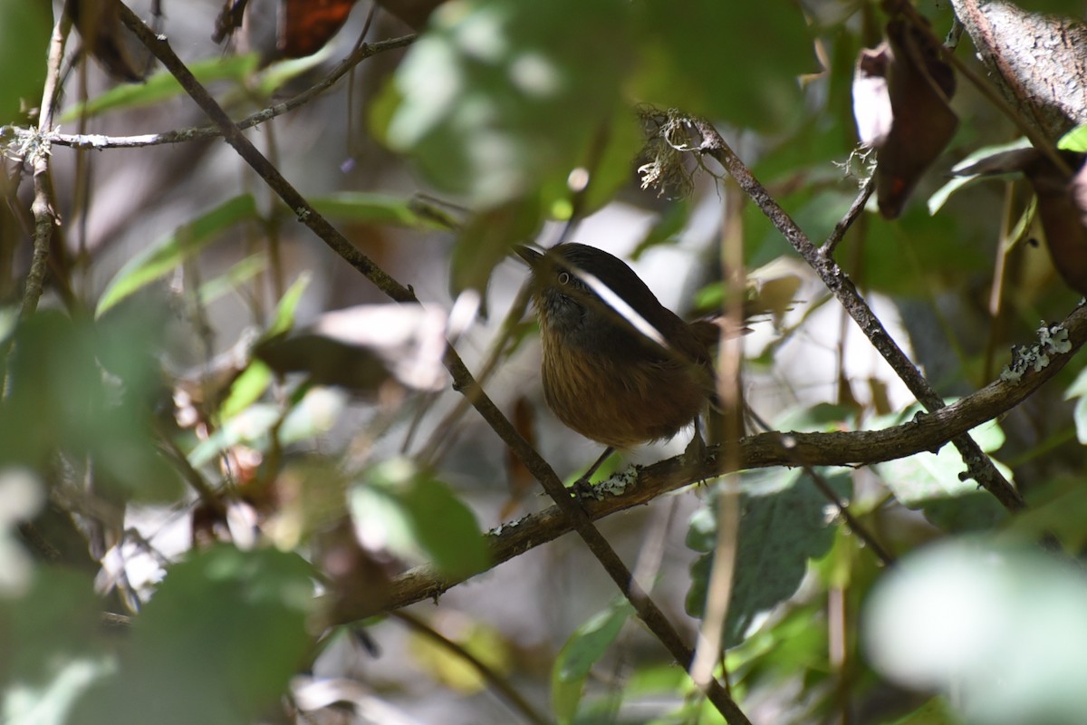 Wrentit - ML642533405