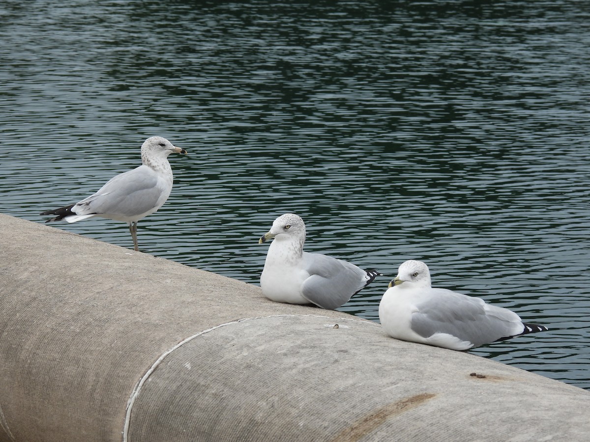 racek kroužkozobý - ML642533541