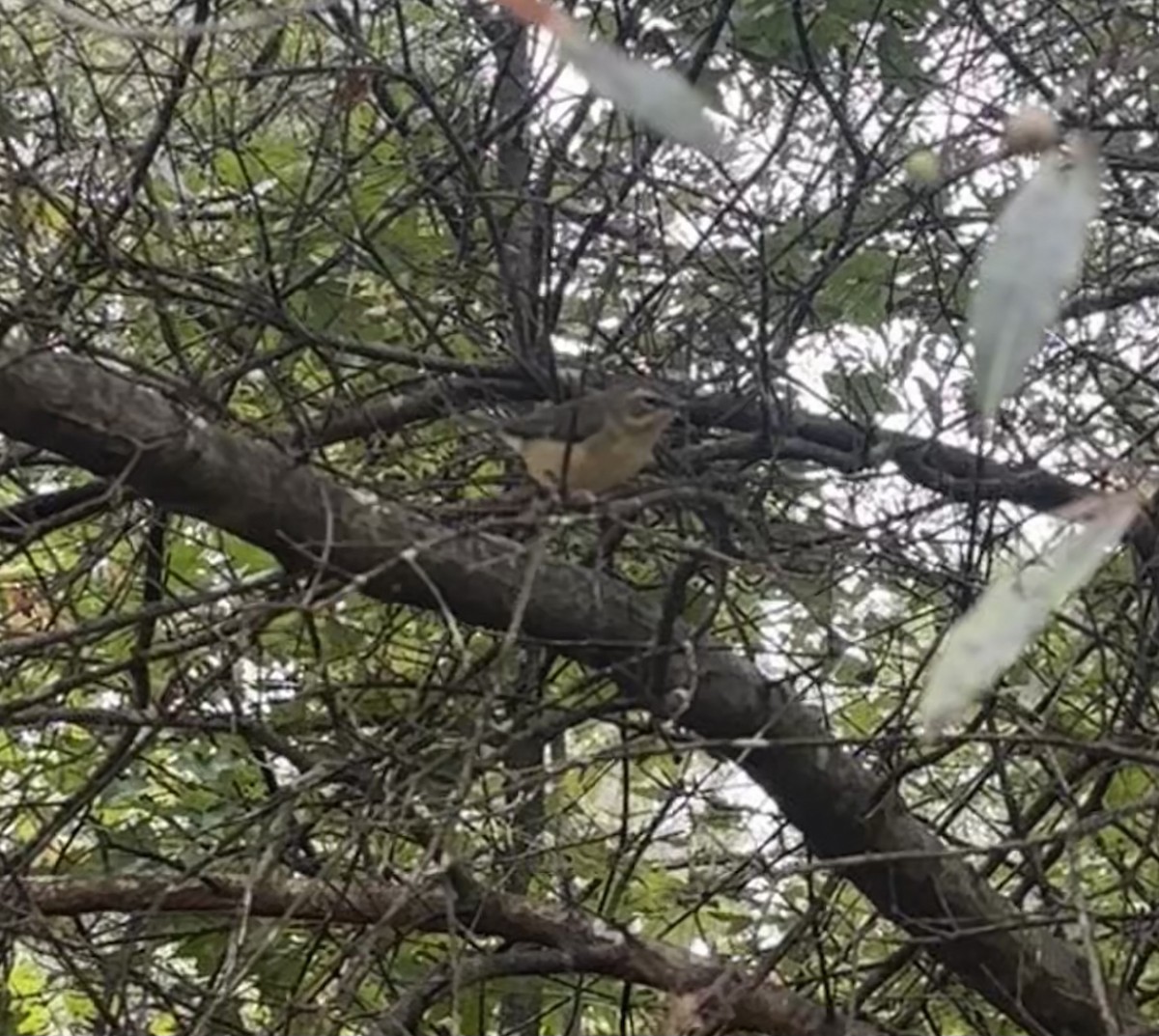 Black-throated Blue Warbler - ML642533545