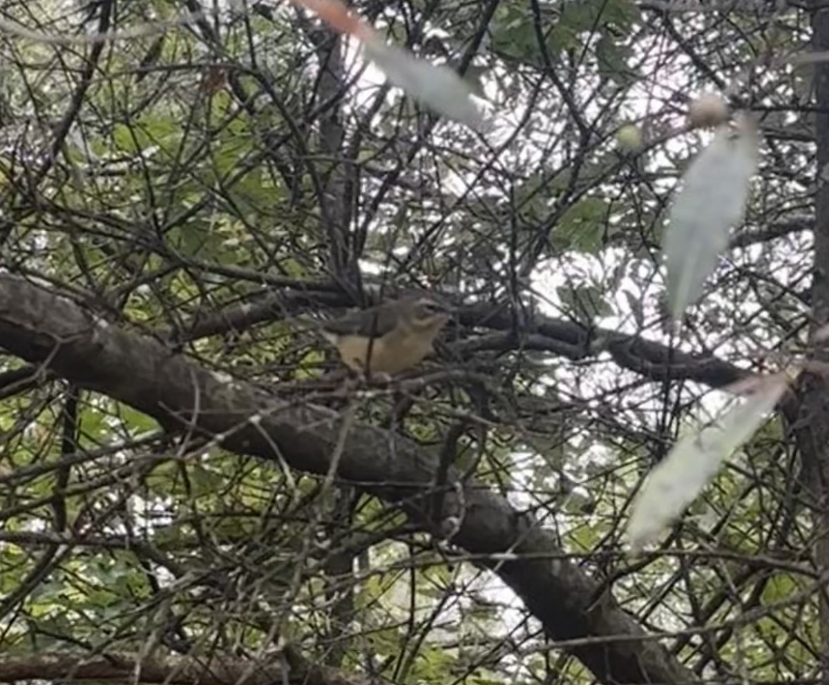 Black-throated Blue Warbler - ML642533546