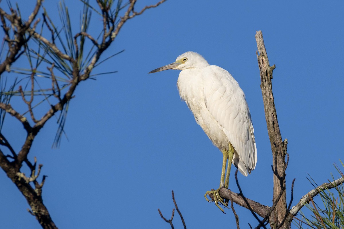Little Blue Heron - ML642533587
