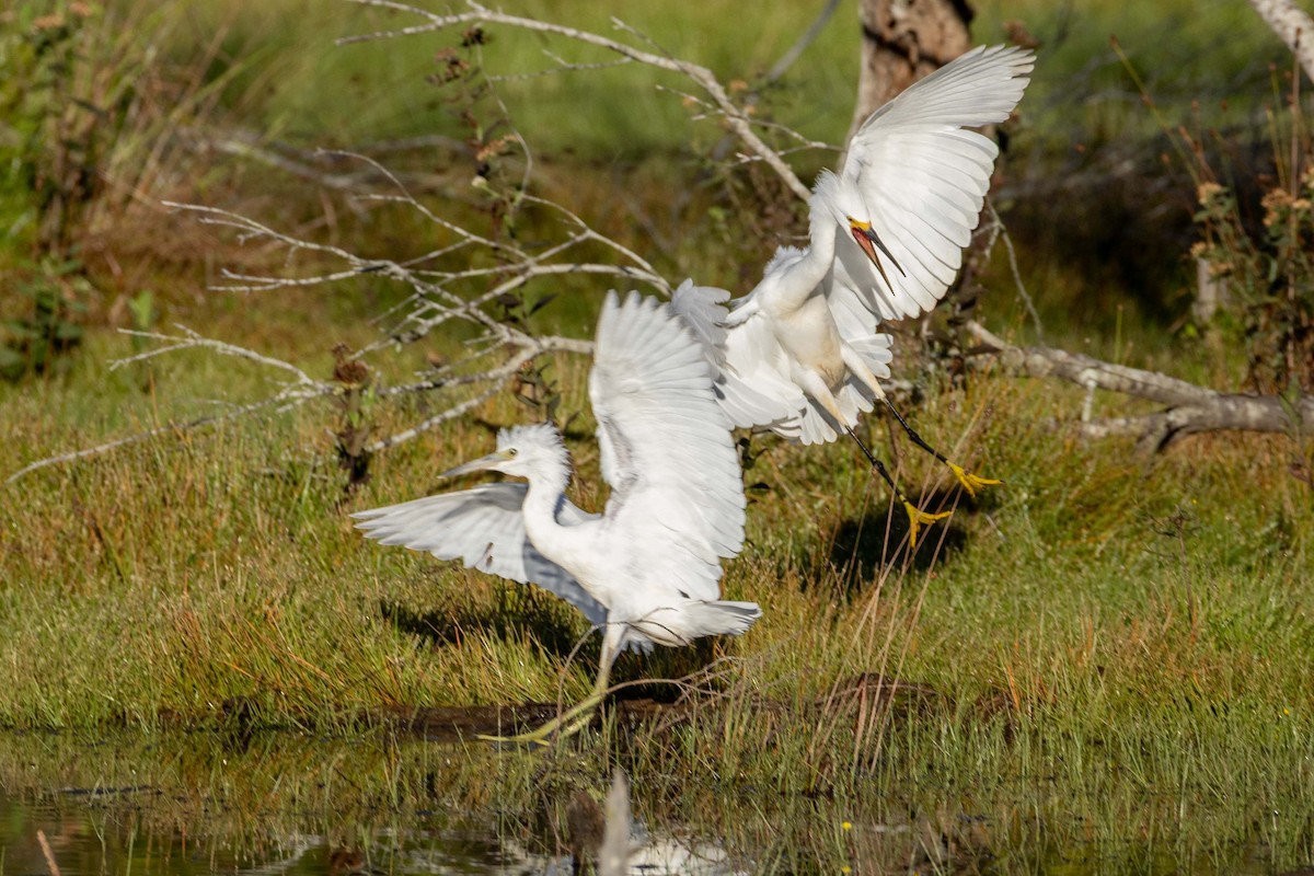 Snowy Egret - ML642533652