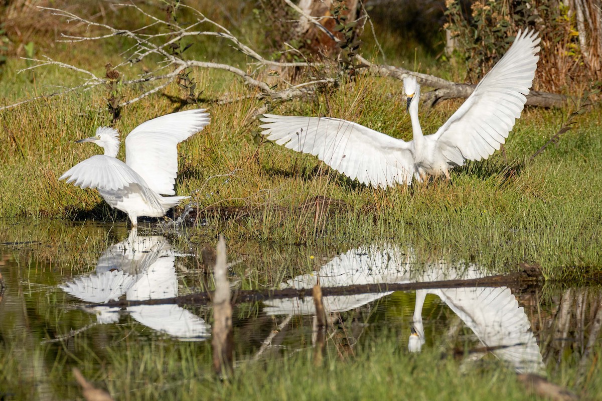 Snowy Egret - ML642533690