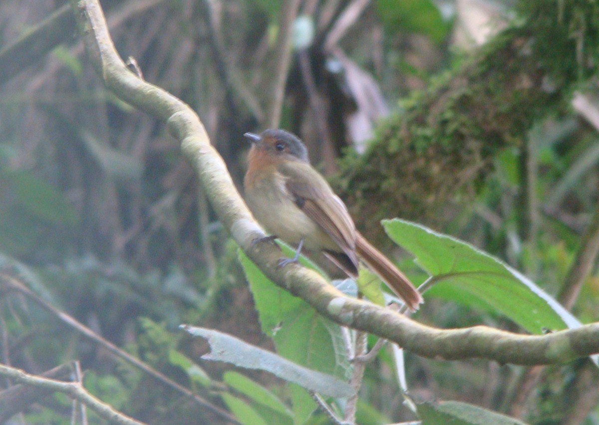 Rufous-breasted Flycatcher - ML642533691