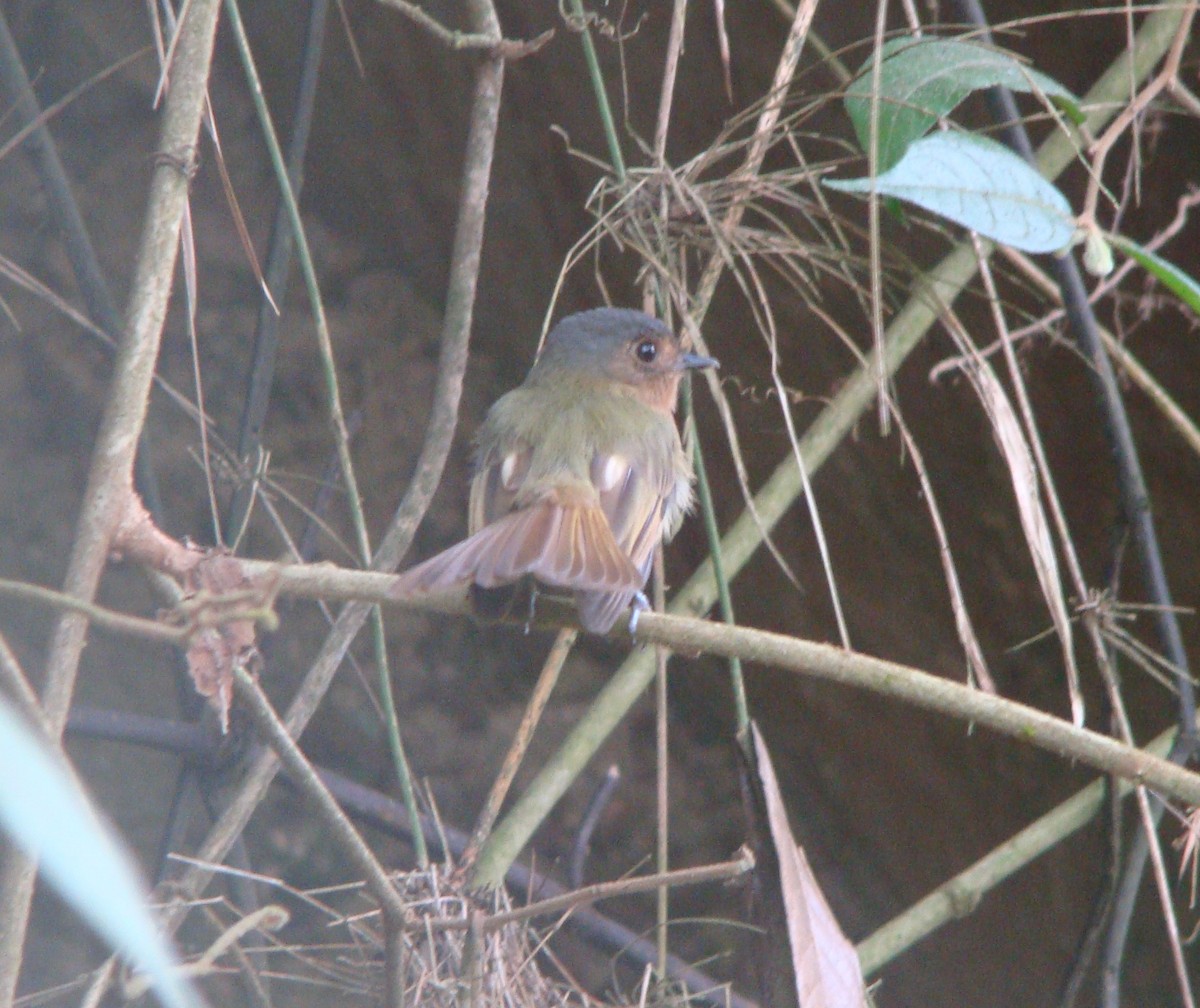 Rufous-breasted Flycatcher - ML642533692