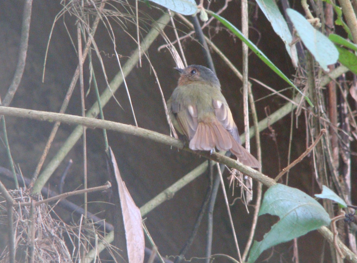 Rufous-breasted Flycatcher - ML642533693