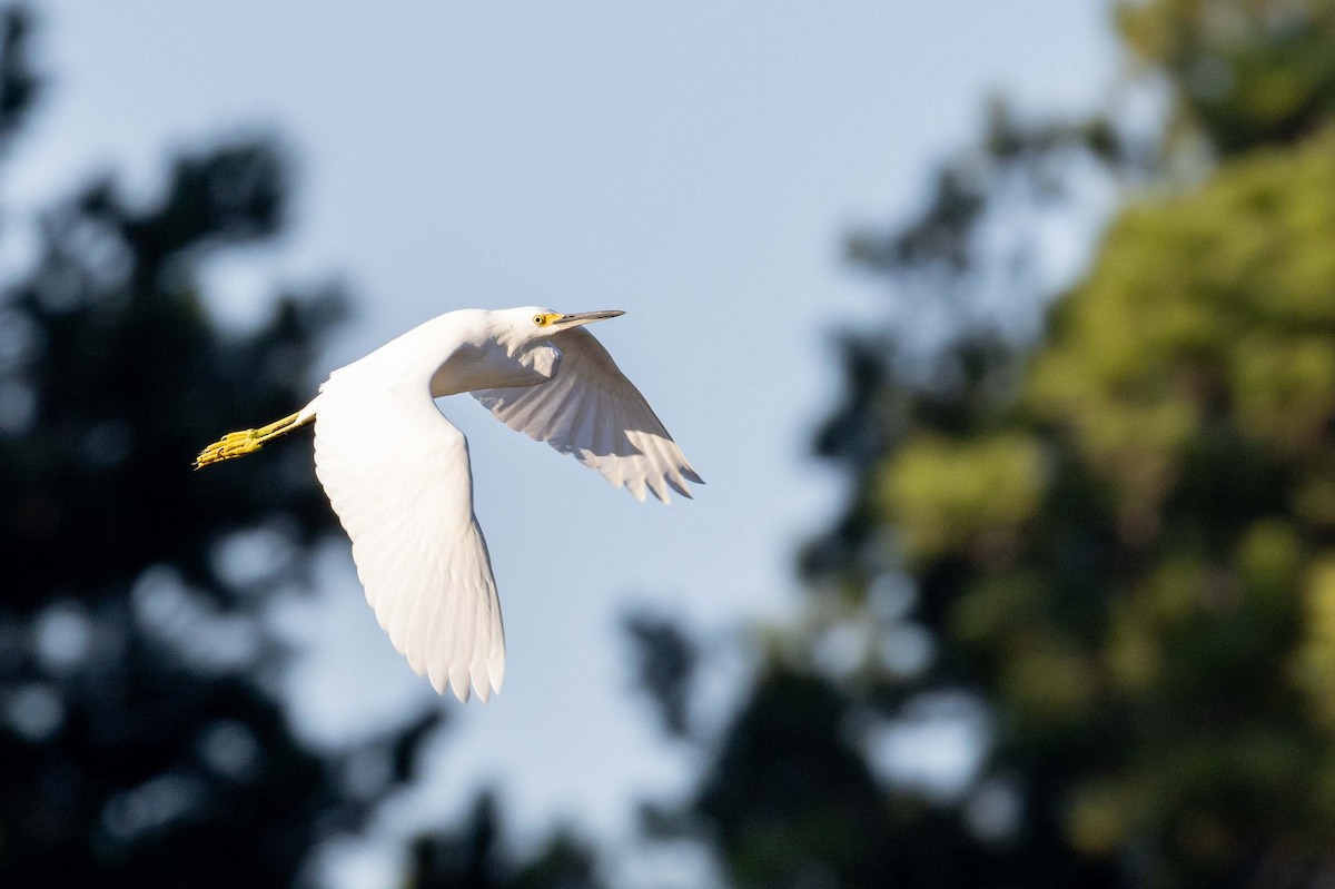 Snowy Egret - ML642533705