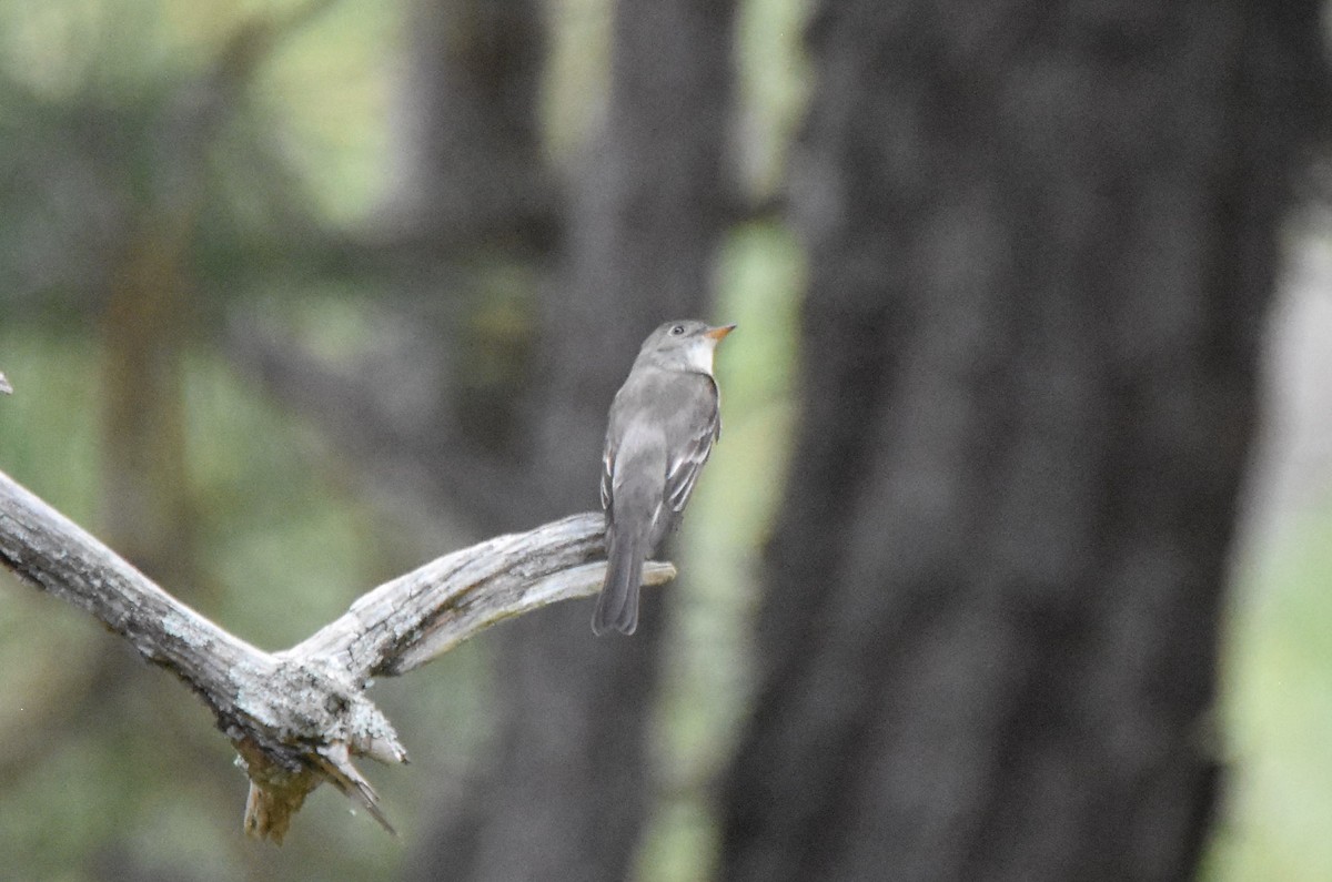 new world flycatcher sp. - ML642533721