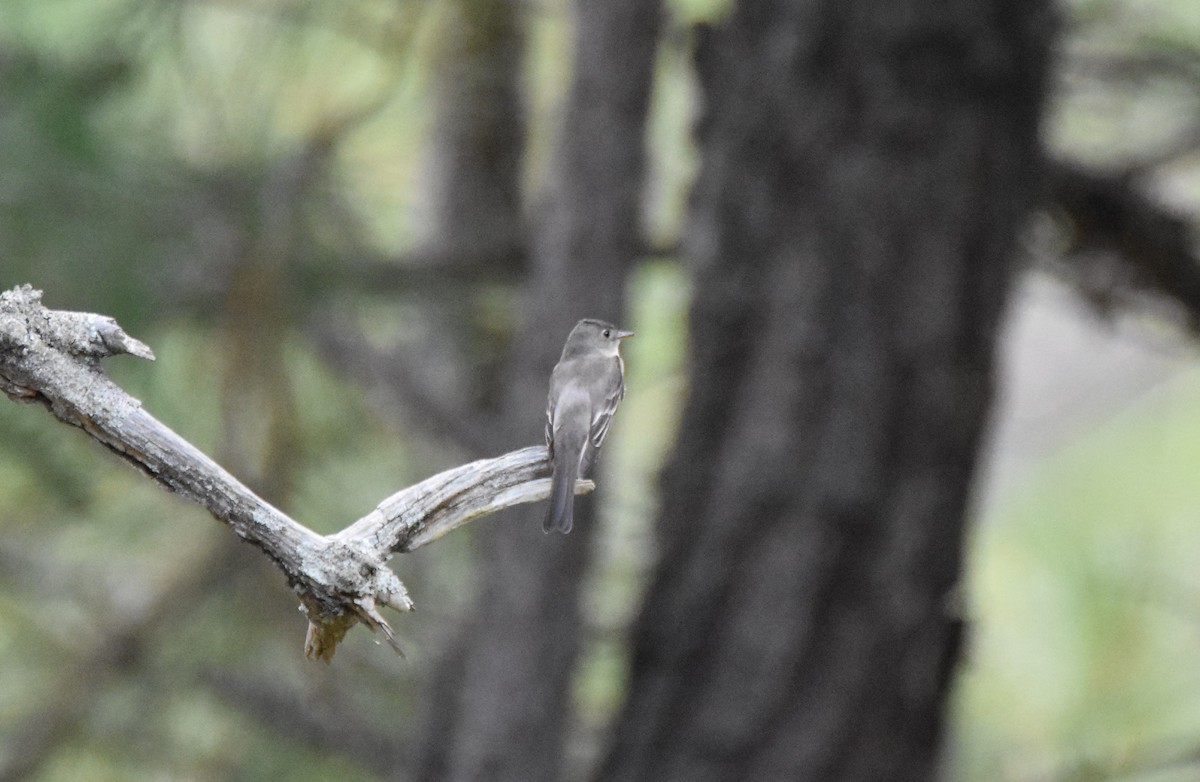 new world flycatcher sp. - ML642533729