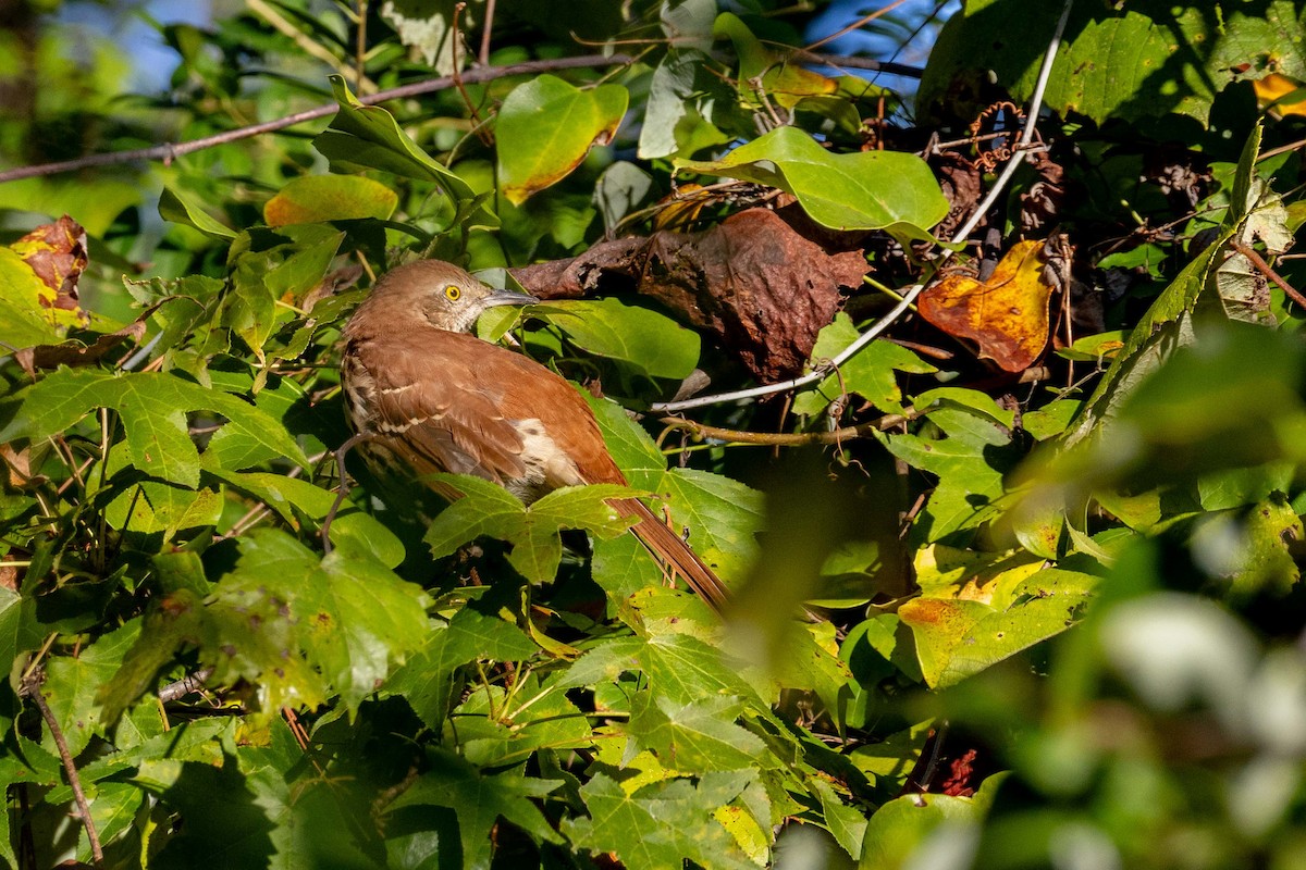 Brown Thrasher - ML642533730