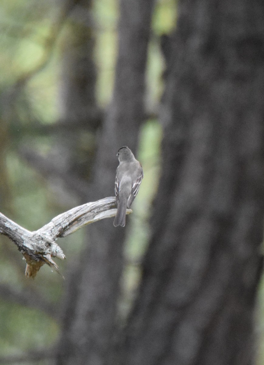 new world flycatcher sp. - ML642533760