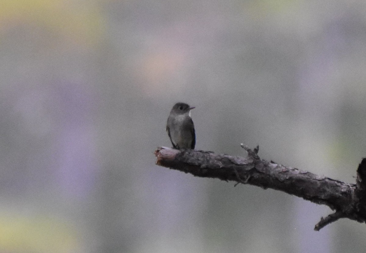 new world flycatcher sp. - ML642533783