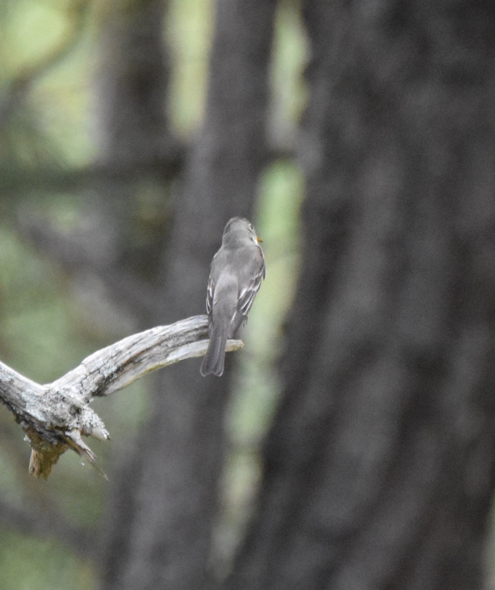 new world flycatcher sp. - ML642533792