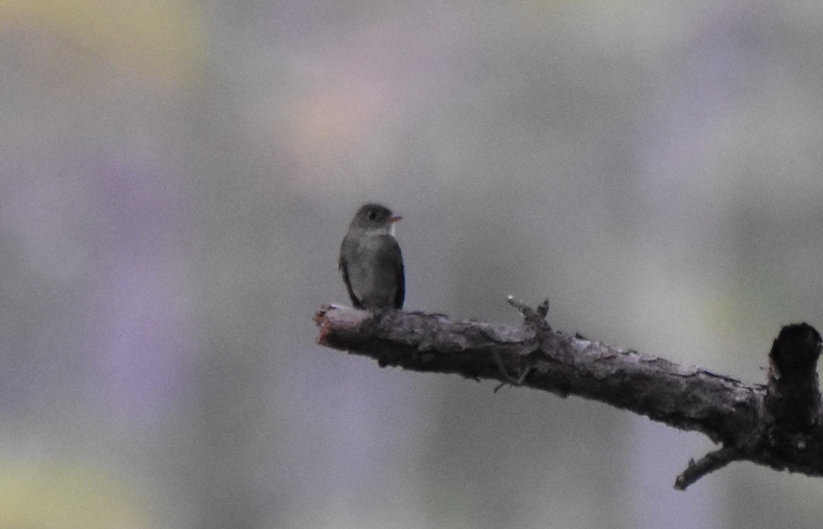 new world flycatcher sp. - ML642533797