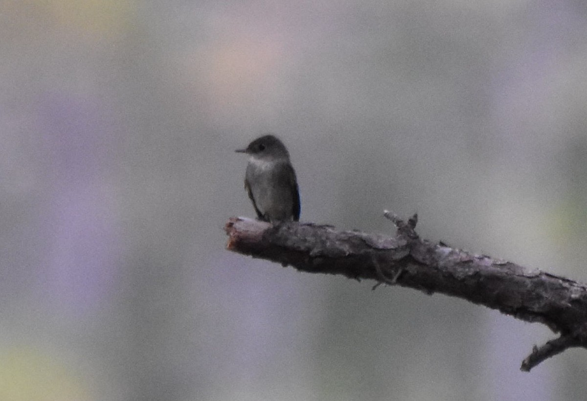 new world flycatcher sp. - ML642533799
