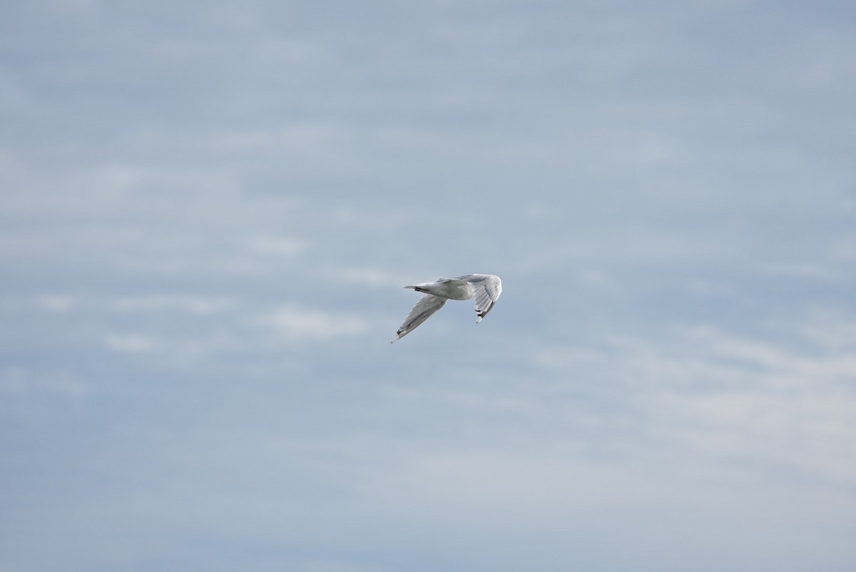Goéland arctique - ML642533865