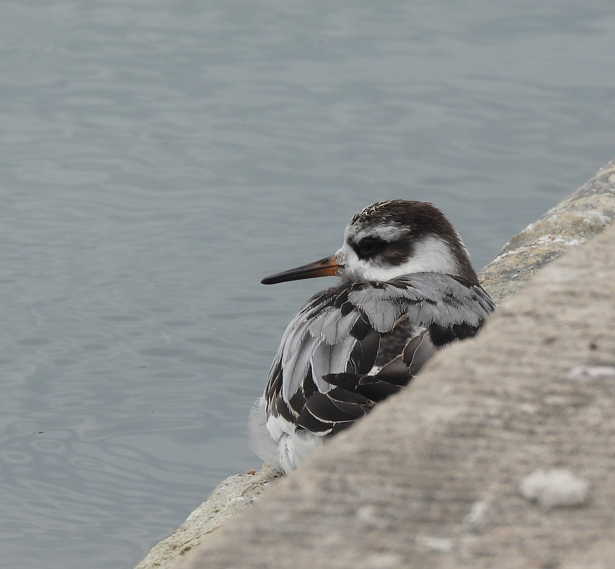 lyskonoh ploskozobý - ML642533873