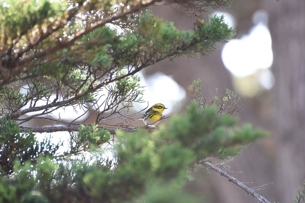 Townsend's Warbler - ML642533878