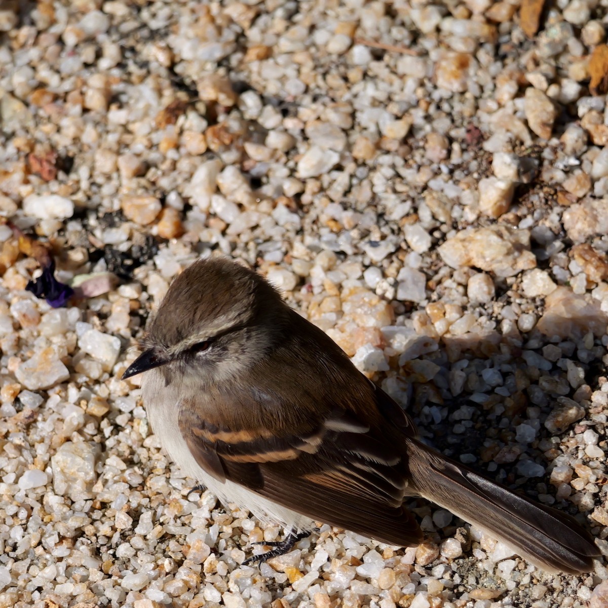 Fuscous Flycatcher (Fuscous) - ML642533886
