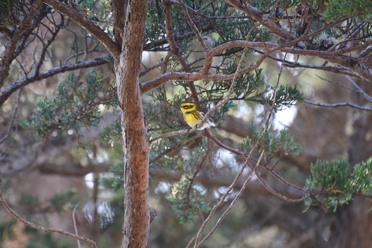 Townsend's Warbler - ML642533887